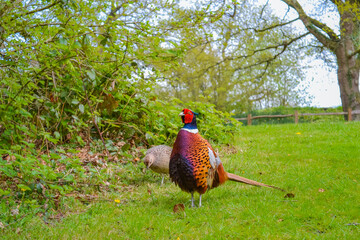 Fototapeta premium A male and female pheasant standing together in a lush green forest
