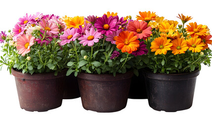 Naklejka premium Bright potted flowers in bloom, isolated on white background
