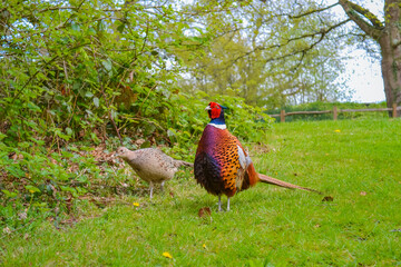 A male and female pheasant standing together in a lush green forest
