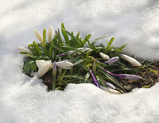 First spring flowers. White Crocus vernus among snow