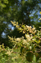 Houston Parks in the Spring