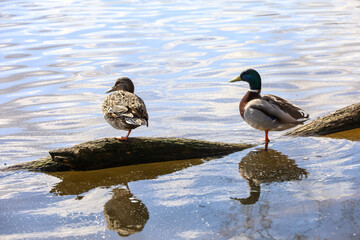 Couple of mallard rest on the tree trunk in the water. Male and female wild ducks on a lake