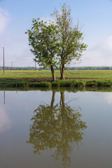reflet d'un arbre au bord d'une rivière