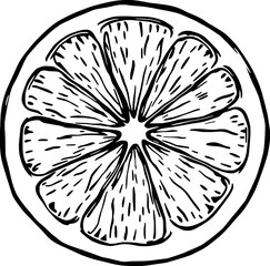 Obraz premium Hand-Drawn Illustration Of A Cross-Section Of A Citrus Fruit Showing Detailed Segments And Texture