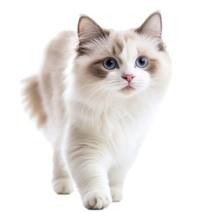 Adorable fluffy kitten walking towards the camera blue eyes white fur