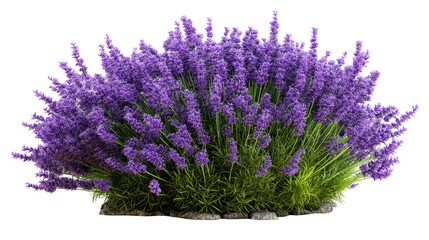 Lavender bush in full bloom with vibrant purple flowers and greenery