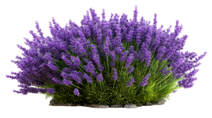 Lavender bush in full bloom with vibrant purple flowers and greenery