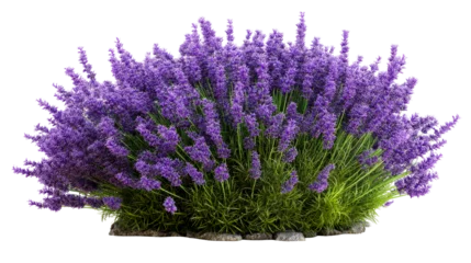 Fototapete Rund Lavender bush in full bloom with vibrant purple flowers and greenery © PNG King