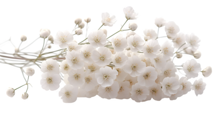Cluster of baby’s breath (Gypsophila) white flowers, HD, isolated on white background