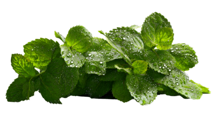 Fresh mint leaves with dew on a transparent background