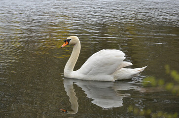  White swan (cygnus olor) peacefully floats in water of spring pond.Swan in spring. Free copy space.