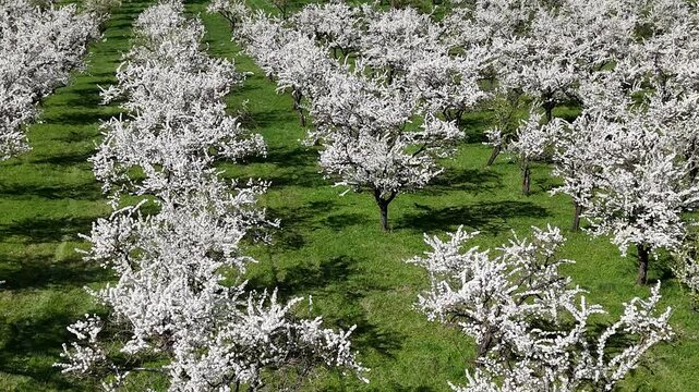 Les mirabelliers sont des arbres fruitiers recouverts de fleurs blanches au printemps. Pruniers sp&eacute;cifiques &agrave; la Meuse, en Lorraine, film&eacute;s par dessus avec un drone