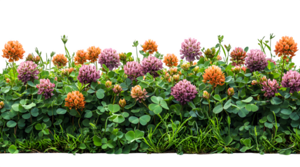 Colored clover bushes in small clusters, realistic, isolated on white background