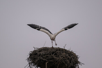 Wei&szlig;storch startet aus seinem Nest