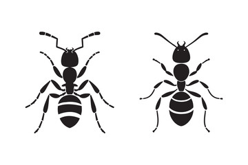 Ant silhouette with white background