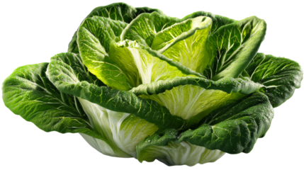 Fresh romaine lettuce with vibrant green leaves and crisp texture