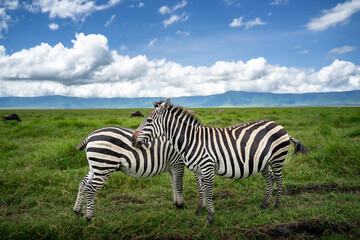 Ein Zebra legt seinen Kopf auf dem Rücken von einem anderen Zebra ab, beide stehen im hohen Gras mitten im Ngorongoro Krater, dem bekannten Vulkankrater mitten in Tansania © Lars