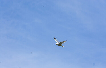 Seagull flying over blue sky