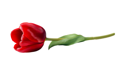 Vibrant red tulip with a green stem against a transparent background