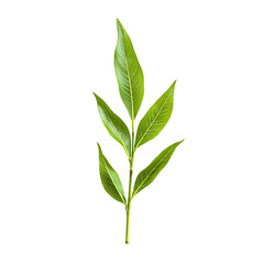 Willow Leaf png