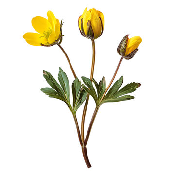 Winter Aconite Flower png