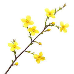 Winter Jasmine Flower png