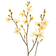 Winter Jasmine Flower png