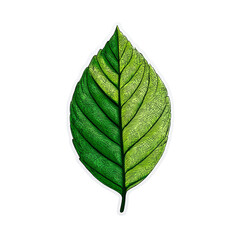 Obraz premium Realistic sticker of a green leaf with thin black outline on transparent background, no shadow, nature element, organic shape
