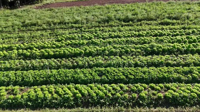 Vis&atilde;o a&eacute;rea de uma planta&ccedil;&atilde;o de verduras, com alface em fileiras bem organizadas, mostrando a beleza e o padr&atilde;o das culturas em campo aberto