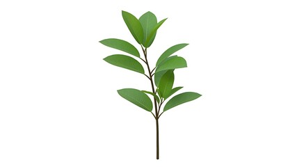 Obraz premium Vibrant green sprig with glossy leaves isolated on white background 