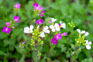 White and pink perennial flowers of Arabis alpina on a decorative alpine hill. Design of flowerbeds and rockeries