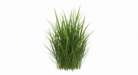 Green grass, reed isolated on white background and texture, clipping path