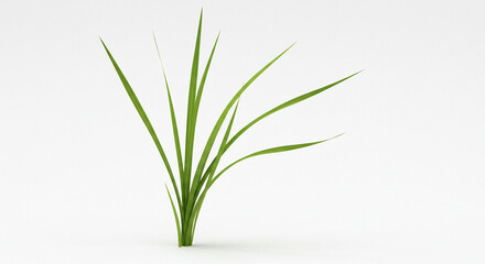Fototapeta premium Green grass, reed isolated on white background and texture, clipping path