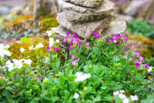 White and pink perennial flowers of Arabis alpina on a decorative alpine hill. Design of flowerbeds and rockeries