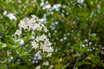 Close up of Jasmine nightshade (solanum laxum) flowers in bloom