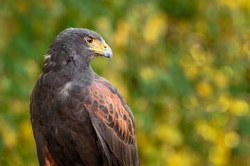 Hawk (Parabuteo unicinctus) Looks To Right With Yellow Green Background