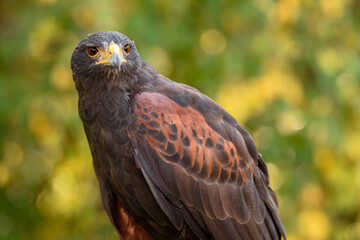 Hawk (Parabuteo unicinctus) Looks Out With Yellow Green Background