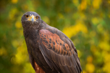 Hawk (Parabuteo unicinctus) Looks Out Yellow Green Background