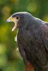 Hawk (Parabuteo unicinctus) Screams to Left Mouth Open