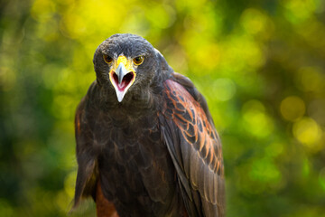 Hawk (Parabuteo unicinctus) Stares Straight Out Beak Open Green Yellow Background