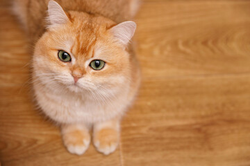 A close-up portrait of an adult golden chinchilla cat, showcasing its soft, luxurious fur and expressive eyes. The cat is posed on a wooden vinyl floor