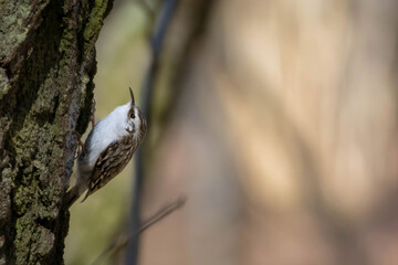 Eurasian or common treecreeper (Certhia familiaris) perching on a tree trunk.