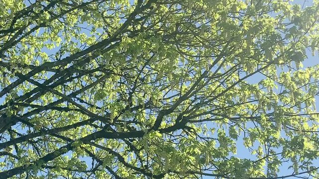 Maple in the April breeze