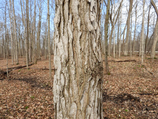 Kentucky Coffeetree Tree Bark - Gymnocladus dioicus - Native North American Hardwood Tree Photographed in Southern Wisconsin. 
