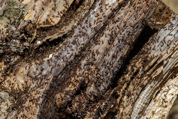 Ant (Formica rufa) also known as the Red Wood Ant Southern Wood ant