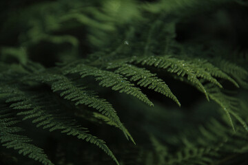 green fern leaf