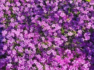 Naklejka premium purple creeping phlox flower for floral and gardening background design