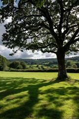 Obraz premium Serene countryside landscape featuring a large oak tree