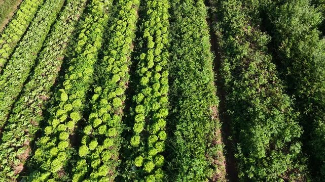 Vis&atilde;o a&eacute;rea horizontal de uma planta&ccedil;&atilde;o de alface sendo colhida. A imagem captura o processo de colheita em um campo agr&iacute;cola, destacando a produtividade e organiza&ccedil;&atilde;o de uma horta bem cuidada