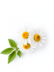Fototapeta premium Chamomile flower isolated on white or transparent background. Camomile medicinal plant, herbal medicine. Three chamomile flowers with green leaves.